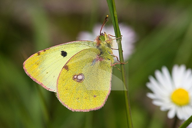 Zuidelijke luzernevlinder, Berger's Clouded Yellow (Colias alfacariensis) stock-image by Agami/Wil Leurs,