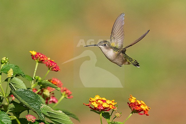 Adult female
Galveston Co., TX
April 2023 stock-image by Agami/Brian E Small,