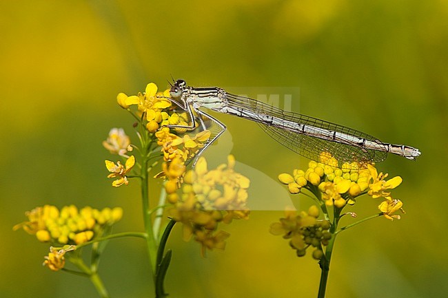 Adult female White-legged Damselfly (Platycnemis pennipes) resting on a yellow flower at the Kampina in the Netherlands. stock-image by Agami/Fazal Sardar,