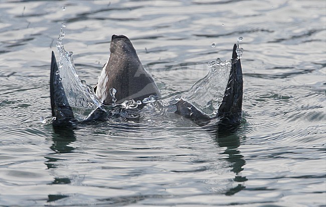 Common Guillemot (Uria aalge) diving for fish at Helsingør in Denmark. stock-image by Agami/Helge Sorensen,