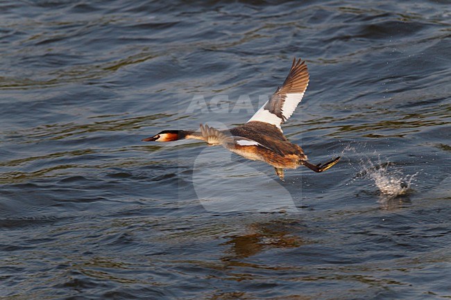 Van Maas opvliegende en over water rennende, trappelende Fuut. Great Crested Grebe starts flying by walking, running over water. stock-image by Agami/Ran Schols,