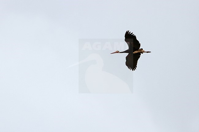 Adult Storm's Stork (Ciconia stormi) in flight over the Kinabatangan river, Sabah, Malaysia. stock-image by Agami/James Eaton,