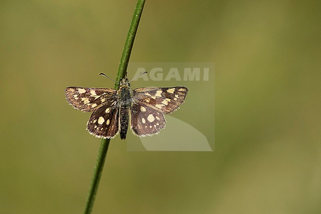 Bont dikkopje met gespreide vleugels, Chequered Skipper with open wings stock-image by Agami/Walter Soestbergen,