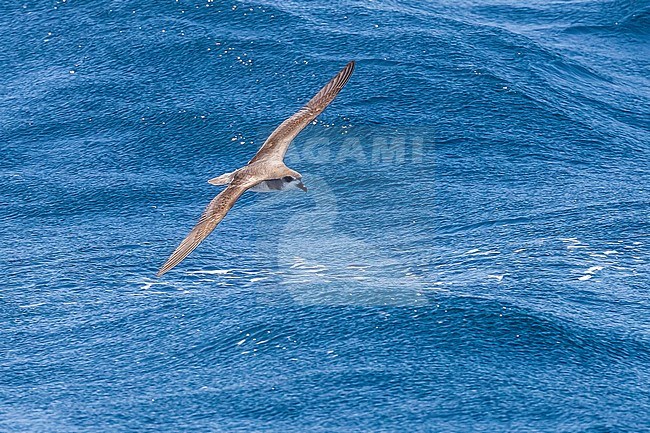 Cape Verde Petrel (Pterodroma feae) flying off Raso, Cape Verde. stock-image by Agami/Vincent Legrand,