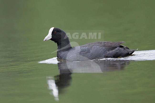 Caribische Koet, Caribbean Coot, Fulica caribaea stock-image by Agami/Dubi Shapiro,