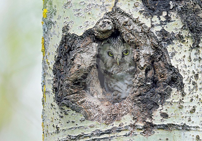 Ruigpootuil, Boreal Owl, Aegolius funereus stock-image by Agami/Dick Forsman,