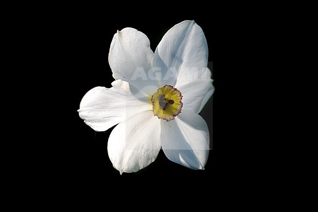 Pheasant's-eye Daffodil flowers stock-image by Agami/Wil Leurs,
