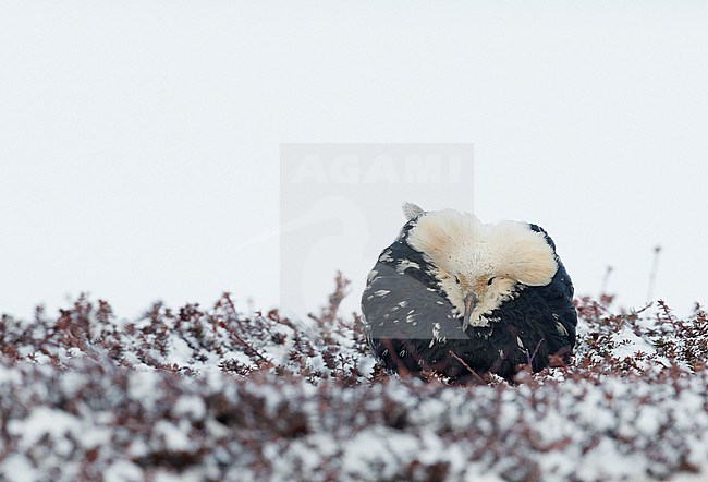 Ruff (Philomachus pugnax) Vardö Norway May 2017 stock-image by Agami/Markus Varesvuo,