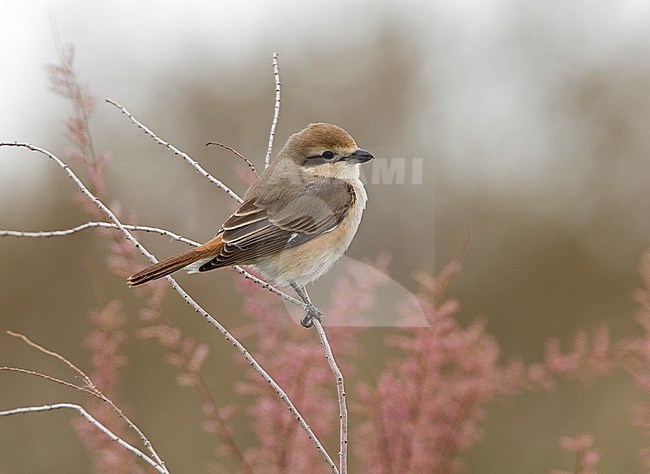 Red-tailed Shrike, Turkestaanse Klauwier, Lanius phoenicuroides stock-image by Agami/Andy & Gill Swash ,