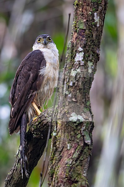 Bicolored Hawk (Accipiter bicolor) perched on a branch in a rainforest in Guatemala. stock-image by Agami/Dubi Shapiro,