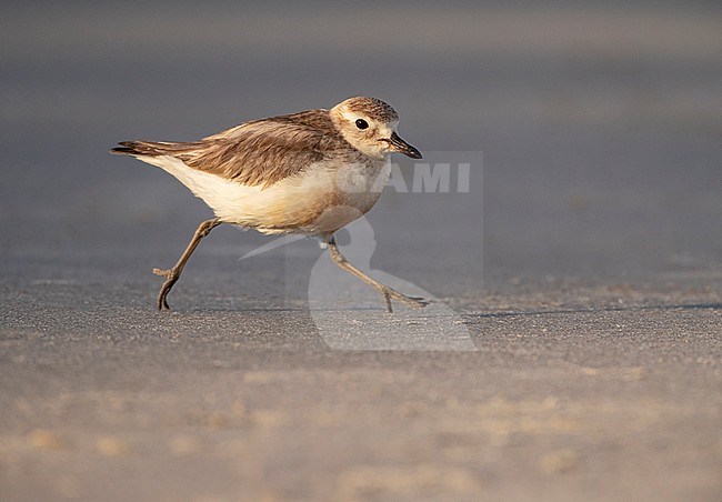 Adult New Zealand Dotterel (Charadrius obscurus) at the coast of North Island, New Zealand. Running on the beach of Tawharanui Penisnsula. stock-image by Agami/Marc Guyt,
