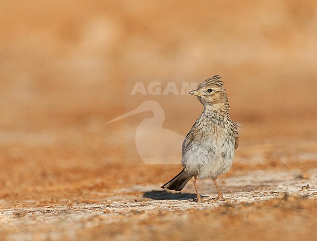 Adult Lesser Short-toed Lark (Calandrella rufescens apetzii) standing at a drinking pool in the Spanish steppes near Belchite. stock-image by Agami/Marc Guyt,