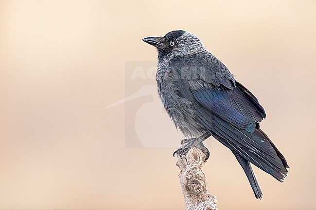 Jackdaw sitting on a branch stock-image by Agami/Onno Wildschut,