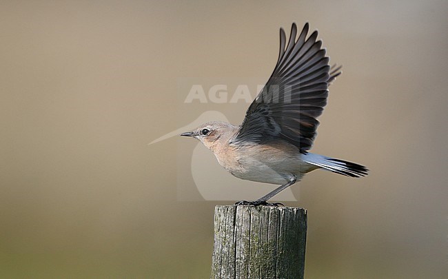 Northern Wheatear, Oenanthe oenanthe, 1st winter female during migration at Falsterbo, Sweden stock-image by Agami/Helge Sorensen,