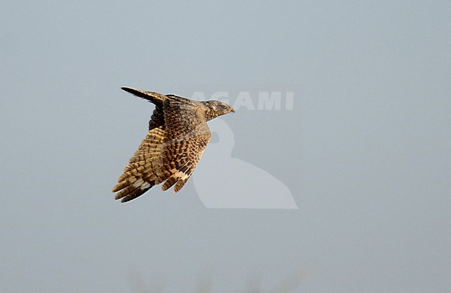 Sykes's Nightjar (Caprimulgus mahrattensis) in India. stock-image by Agami/Laurens Steijn,