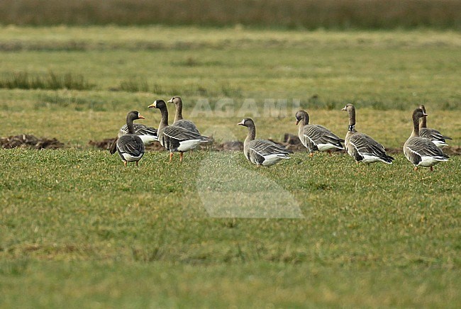 Greenland White-fronted Goose (Anser albifrons flavirostris) in a green meadow during winter in the Netherlands stock-image by Agami/Fred Visscher,