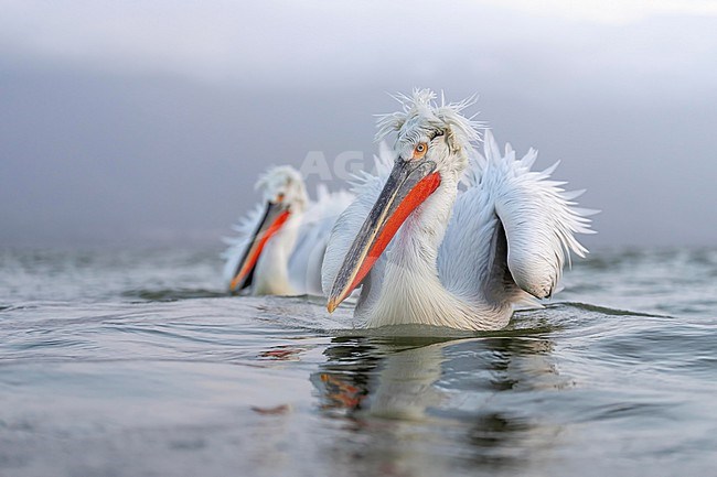 Dalmatian Pelican (Pelecanus crispus) in breeding plumage sitting on the water of lake Kerkini in Greece. stock-image by Agami/Marcel Burkhardt,