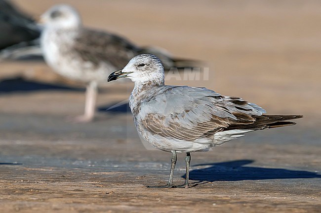 First-summer Audouin's Gull (Ichthyaetus audouinii) sitting on a beach in Lamhiriz harbour, Western Sahara, Morocco. stock-image by Agami/Vincent Legrand,