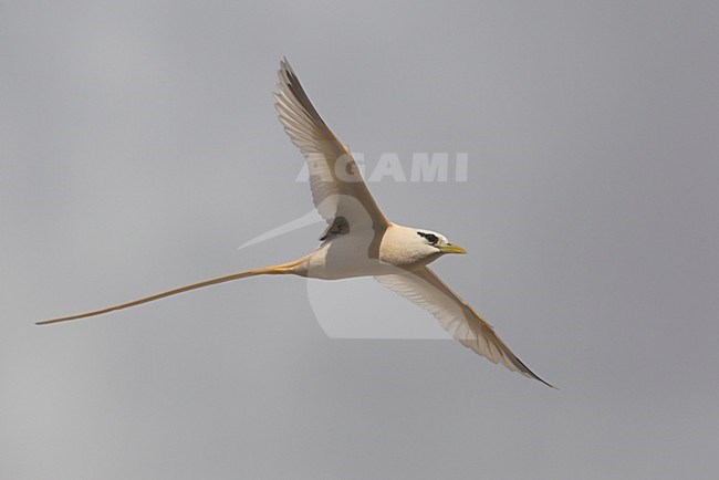 Verdwaalde Witstaartkeerkringvogel op de Azoren; Vagrant White-tailed Tropicbird on the Azores stock-image by Agami/Daniele Occhiato,