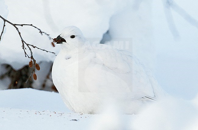 Vrouwtje Moerassneeuwhoen in de sneeuw, Female Willow Ptarmigan in snow stock-image by Agami/Markus Varesvuo,