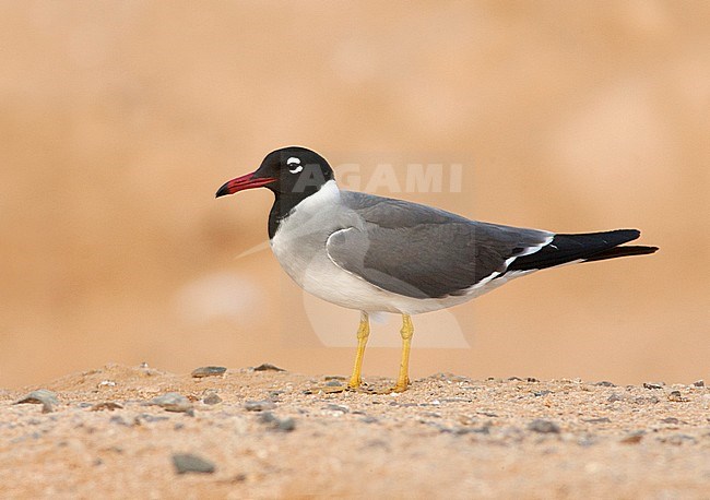 Witoogmeeuw op het strand, White-eyed Gull on the beach stock-image by Agami/David Monticelli,