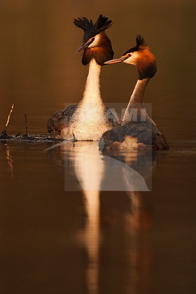 Paartje Futen; Pair of Great Crested Grebes stock-image by Agami/Menno van Duijn,