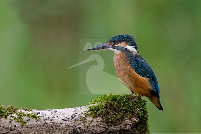 Ijsvogel jong zittend op boom stronk; Kingfisher sitting on pearch; eisvogel; Alcedo atthis ispida stock-image by Agami/Walter Soestbergen,