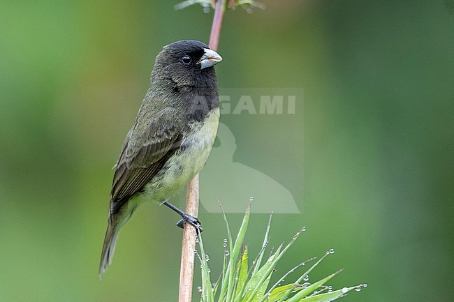 A male Yellow-bellied Seedeater (Sporophila nigricollis nigricollis) at Recinto del Pensamiento, Manizales, Colombia. stock-image by Agami/Tom Friedel,