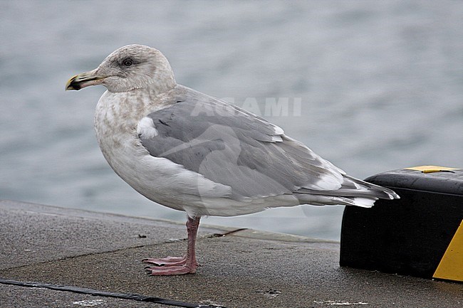 Glaucous-winged Gull (Larus glaucescens) wintering in Japan. stock-image by Agami/Pete Morris,