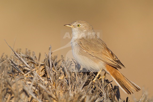 Asian Desert Warbler - WÃ¼stengrasmÃ¼cke - Sylvia nana, Oman stock-image by Agami/Ralph Martin,