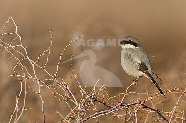 Adult Great Grey Shrike (Lanius meridionalis algeriensis) perched on a bush in Morocco. stock-image by Agami/Ralph Martin,