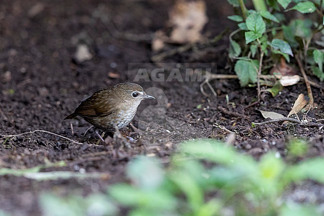 A Lesser Shortwing (Brachypteryx leucophris) of teh subspecies nipalensis is searching for food on the ground  stock-image by Agami/Mathias Putze,