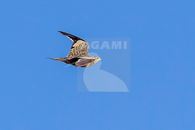 adult female Chestnut-bellied Sandgrouse flying over Sandafa Al Far, Al Minya, Egypt. July 24, 2013. stock-image by Agami/Vincent Legrand,