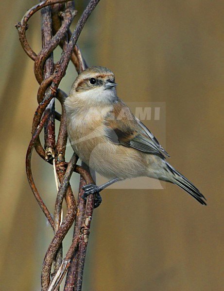 Penduline Tit; Buidelmees stock-image by Agami/Daniele Occhiato,