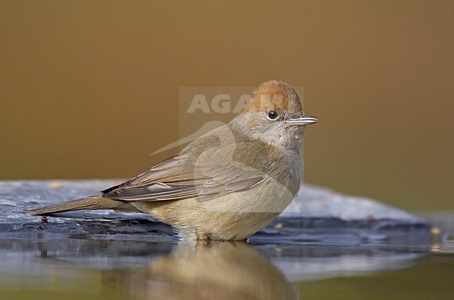 Drinkend Vrouwtje Zwartkop; Female Eurasian Blackcap drinking stock-image by Agami/Markus Varesvuo,