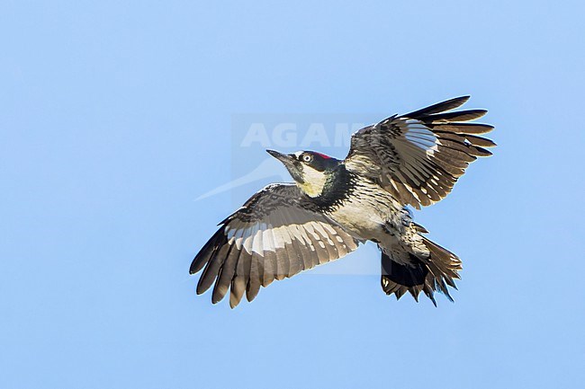 Adult male
Santa Barbara Co., CA
November 2021 stock-image by Agami/Brian E Small,