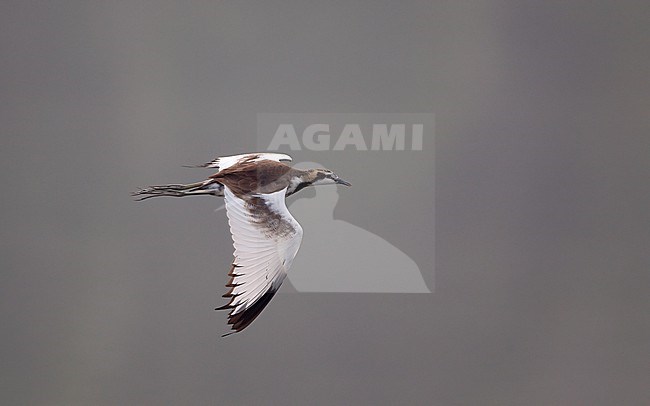 Pheasant-tailed Jacana (Hydrophasianus chirurgus) in flight at Chiang Saen Lake, Thailand stock-image by Agami/Helge Sorensen,