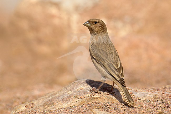Vrouwtje Sinairoodmus; Female Sinai Rosefinch stock-image by Agami/Daniele Occhiato,