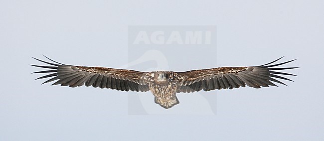 Zeearend onvolwassen vliegend; White-tailed Eagle immature flying stock-image by Agami/Markus Varesvuo,