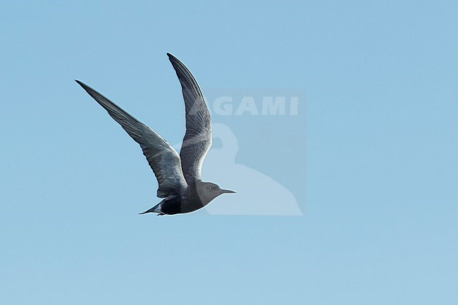 Adult American Black Tern (Chlidonias niger surinamensis) in breeding plumage.
Flying against blue sky at Galveston County, Texas, in April 2017. stock-image by Agami/Brian E Small,