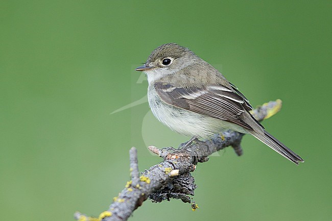 Adult
Kamloops, B.C.
June 2015 stock-image by Agami/Brian E Small,