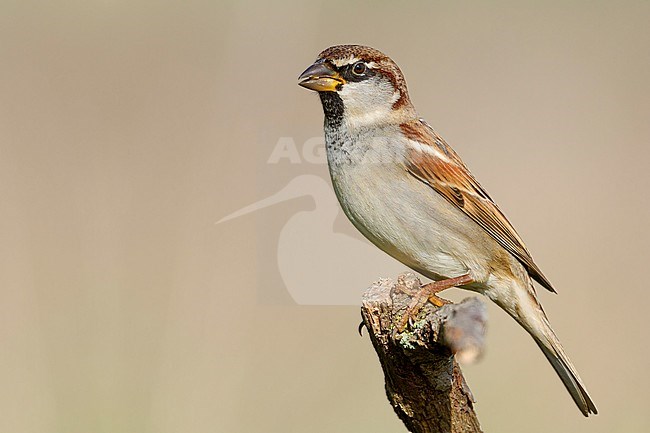 Italian Sparrow,Adult male perched on a branch, Campania, Italy (Passer italiae) stock-image by Agami/Saverio Gatto,