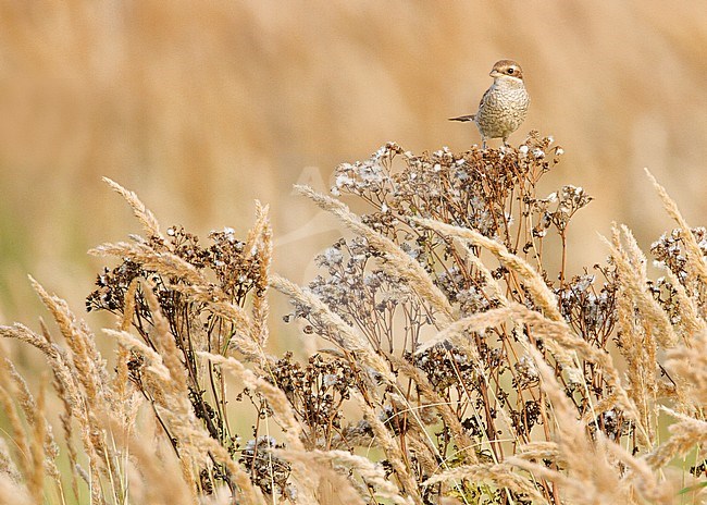 Grauwe Klauwier zittend op plant; Red-backed Shrike perched on plant stock-image by Agami/Menno van Duijn,