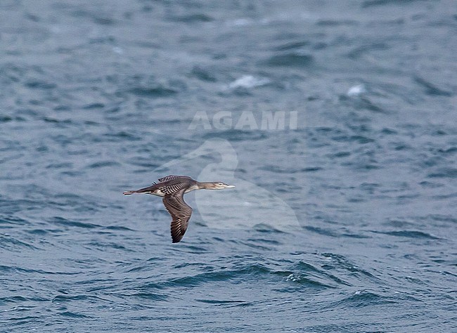 First-winter Yellow-billed Diver (Gavia adamsii) migrating past Barrow over the Bering sea in northern Alaska, United States. stock-image by Agami/Edwin Winkel,