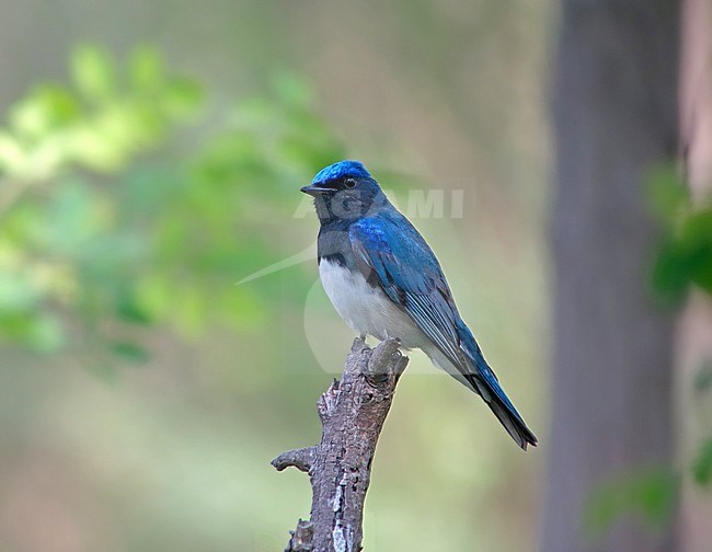 Blue-and-white flycatcher (Cyanoptila cyanomelana)  perched on a small twig stock-image by Agami/Pete Morris,