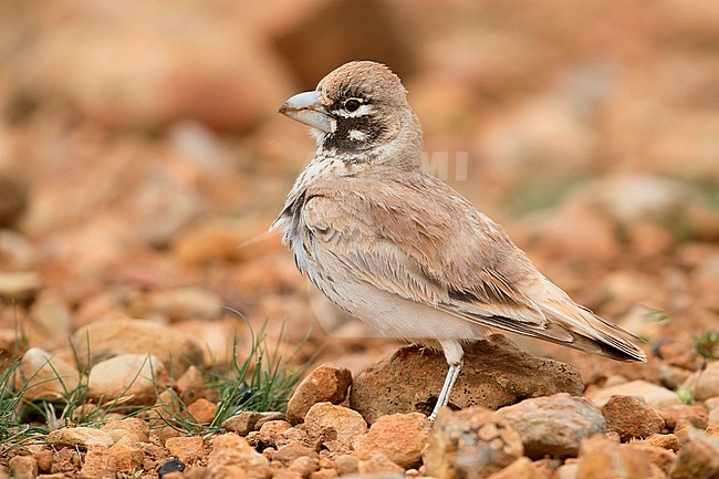 Thick-billed Lark (Ramphocoris clotbey), adult standing on the ground stock-image by Agami/Saverio Gatto,