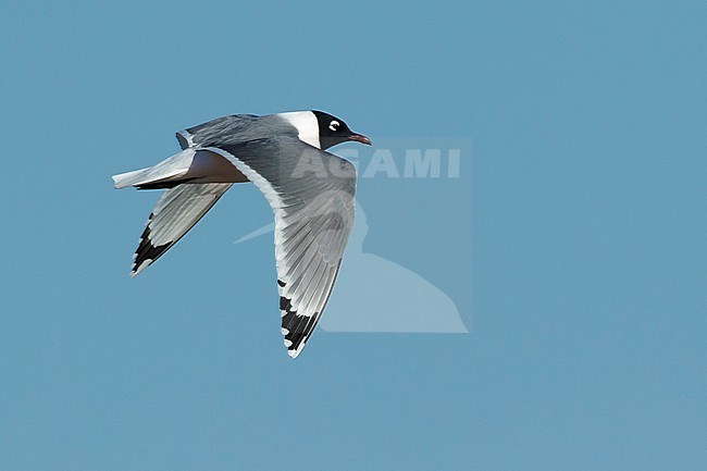 Adult Franklin's Gull (Leucophaeus pipixcan) in summer plumage flying over the beach in Galveston County, Texas, in April 2017. stock-image by Agami/Brian E Small,