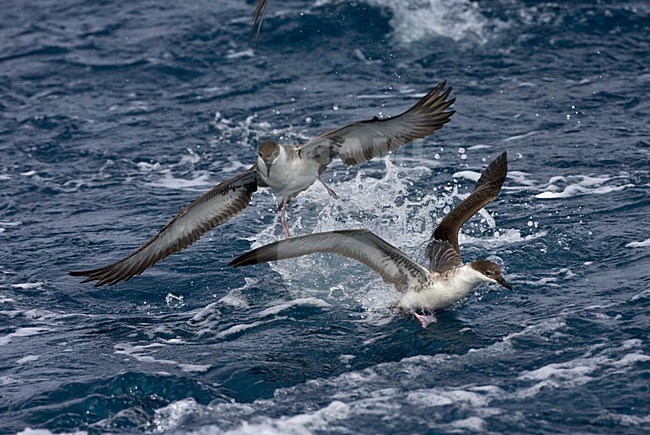 Grote Pijlstormvogel op volle zee; Great Shearwater out at sea stock-image by Agami/Marc Guyt,