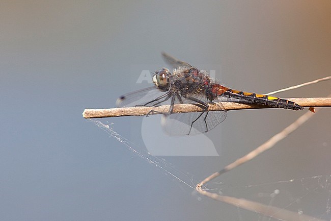 Imago Gevlekte witsnuitlibel; Adult Yellow-spotted Whiteface stock-image by Agami/Fazal Sardar,