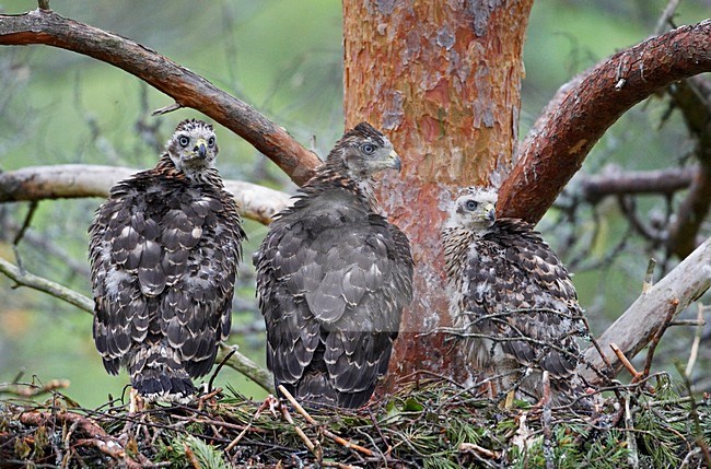 Havik jongen op nest; Northern Goshawk immatures on nest stock-image by Agami/Markus Varesvuo,